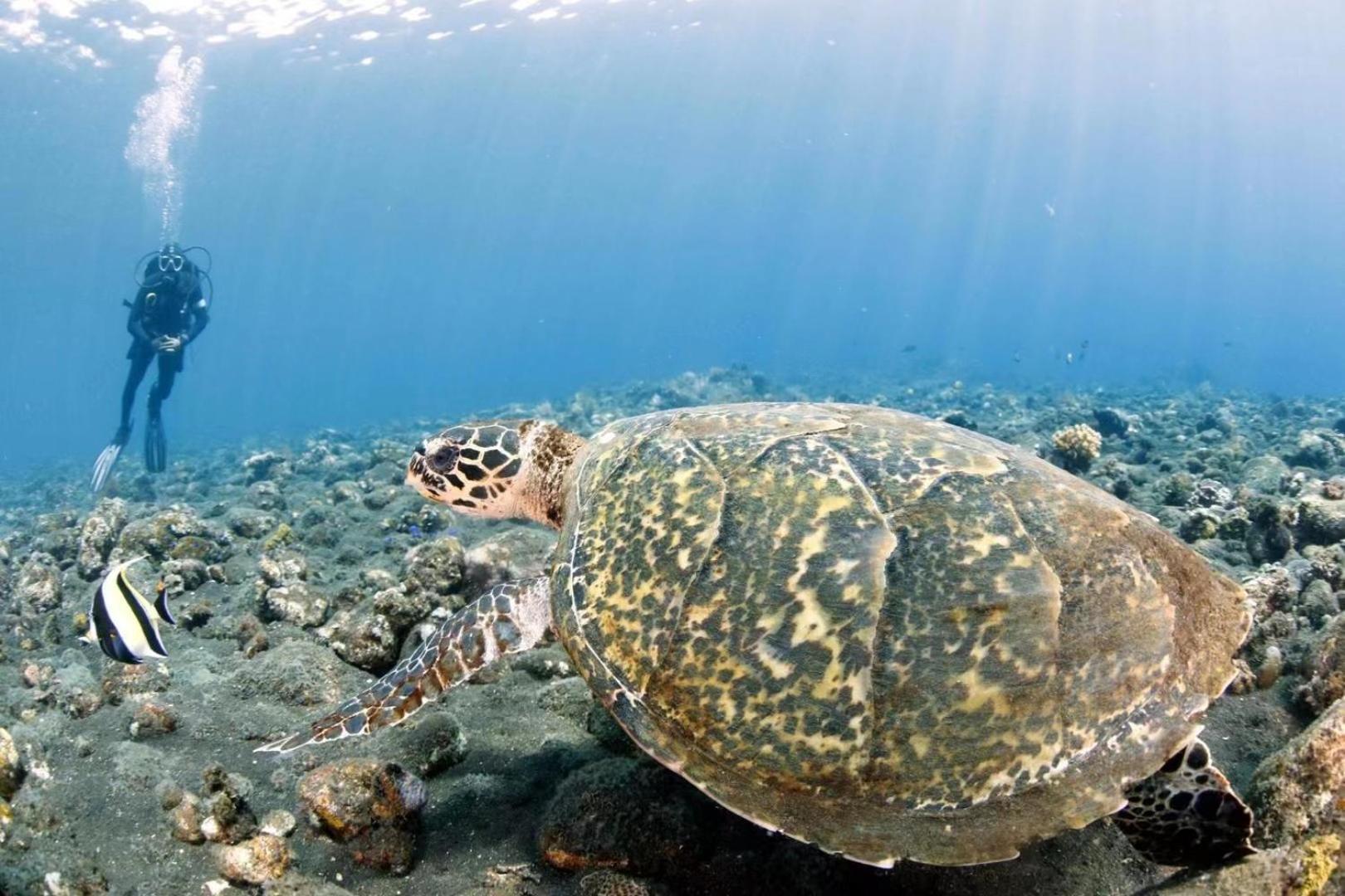 Villa Alba Bali Dive Resort Tulamben Exteriér fotografie