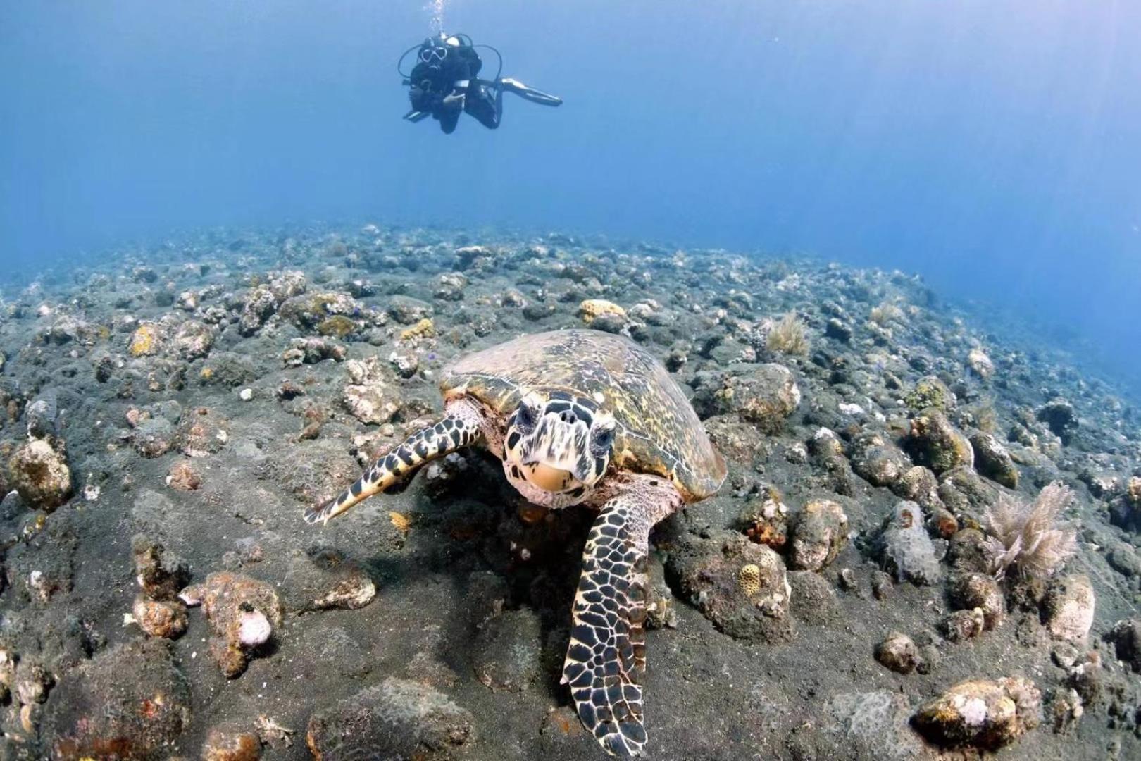 Villa Alba Bali Dive Resort Tulamben Exteriér fotografie