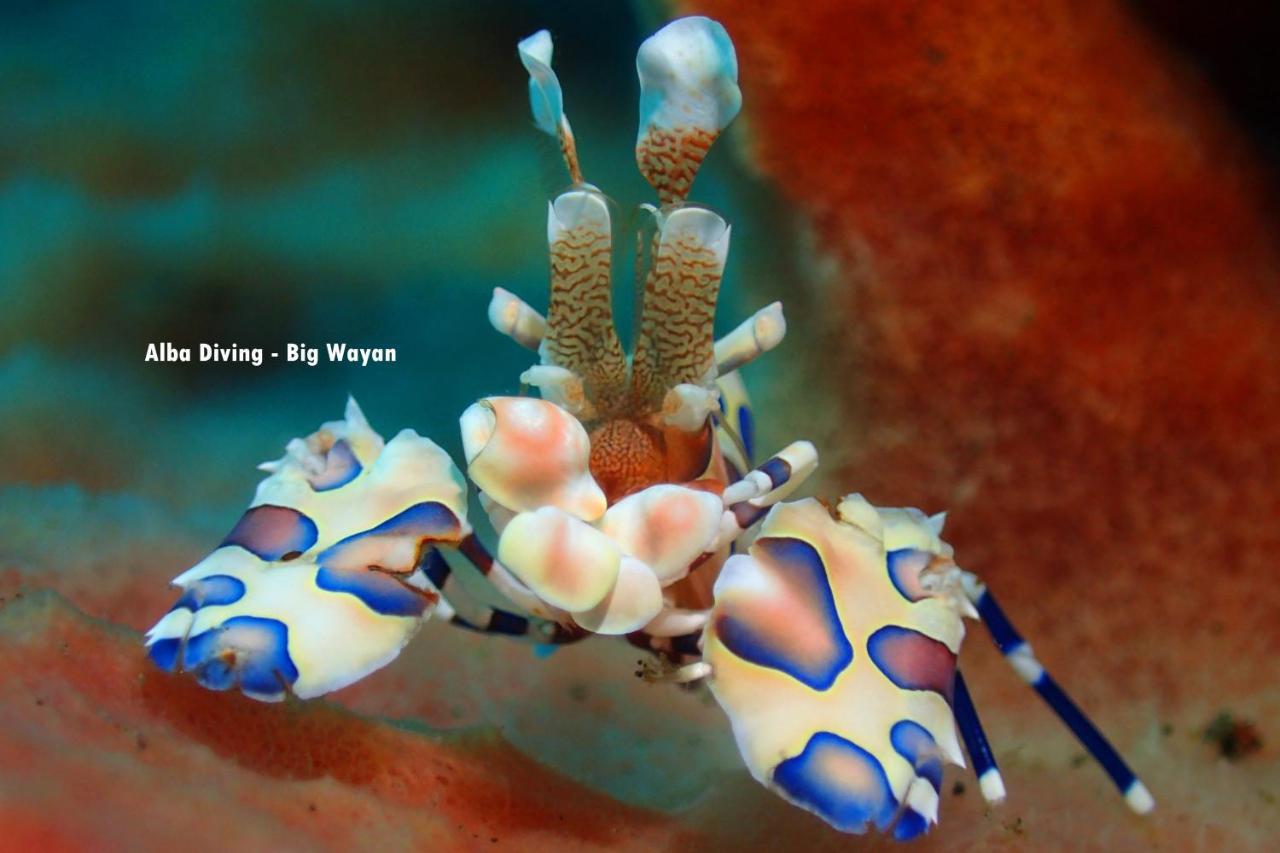Villa Alba Bali Dive Resort Tulamben Exteriér fotografie